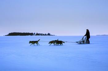 Kemin talvi on kesää hienompi – ainakin, jos asiaa kysytään Tanja Kakolta ja hänen koiriltaan.