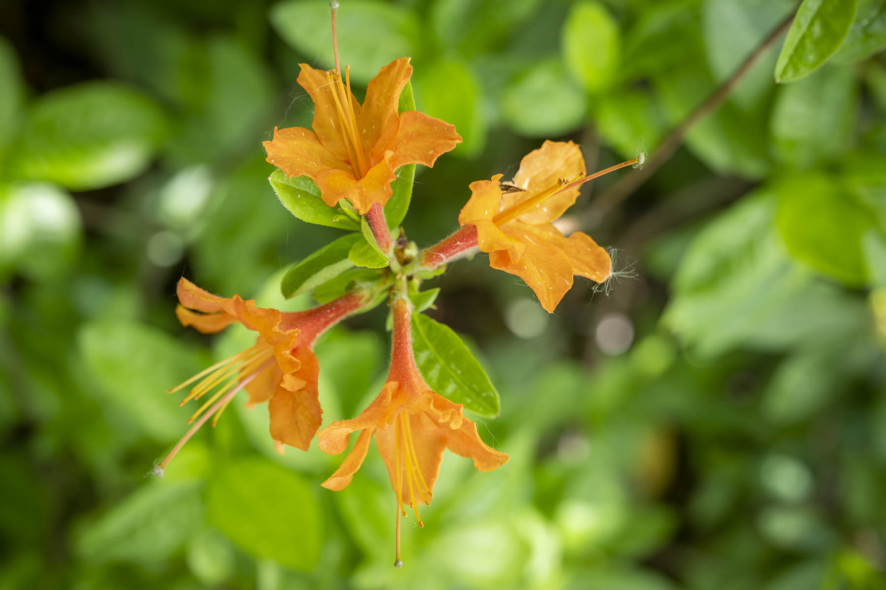 Piia Lahtinen kertoo huomanneensa, että kasvit voivat paremmin, kun niiden kastelu­vesi ei ole aivan kraana- tai kaivo­kylmää. Hän lämmittää vedet seisottamalla niitä kastelukannuissa. Maitokärryillä niitä on helppo kuljettaa.
Lontoolainen hevoskastanja kukkii prinsessa Dianan muistolle.
Tämä metallinen mannekiini saa kesän mittaan elävän kukkamekon maahumalasta.
Haketta menee runsaasti.
Revontuli­atsalea  kukkii tänä vuonna tavallista myöhempään.
Buddha mietiskelee Piia Lahtisen puutarhan itämaisessa osassa.
Piia Lahtisen yllä kiemurtelee viinirypäle, joka tuottaa vuosittain monta ämpärillistä herkullista satoa.
Koko Lahtisen perhe odottaa ensimmäisiä ahomansikoita.
Köynnöshortensia kiipeää pitkin siirtolohkaretta niin tiiviinä, että se näyttää suurelta pensaalta. Puutarhakoira Iitu on mukana työn touhussa.
