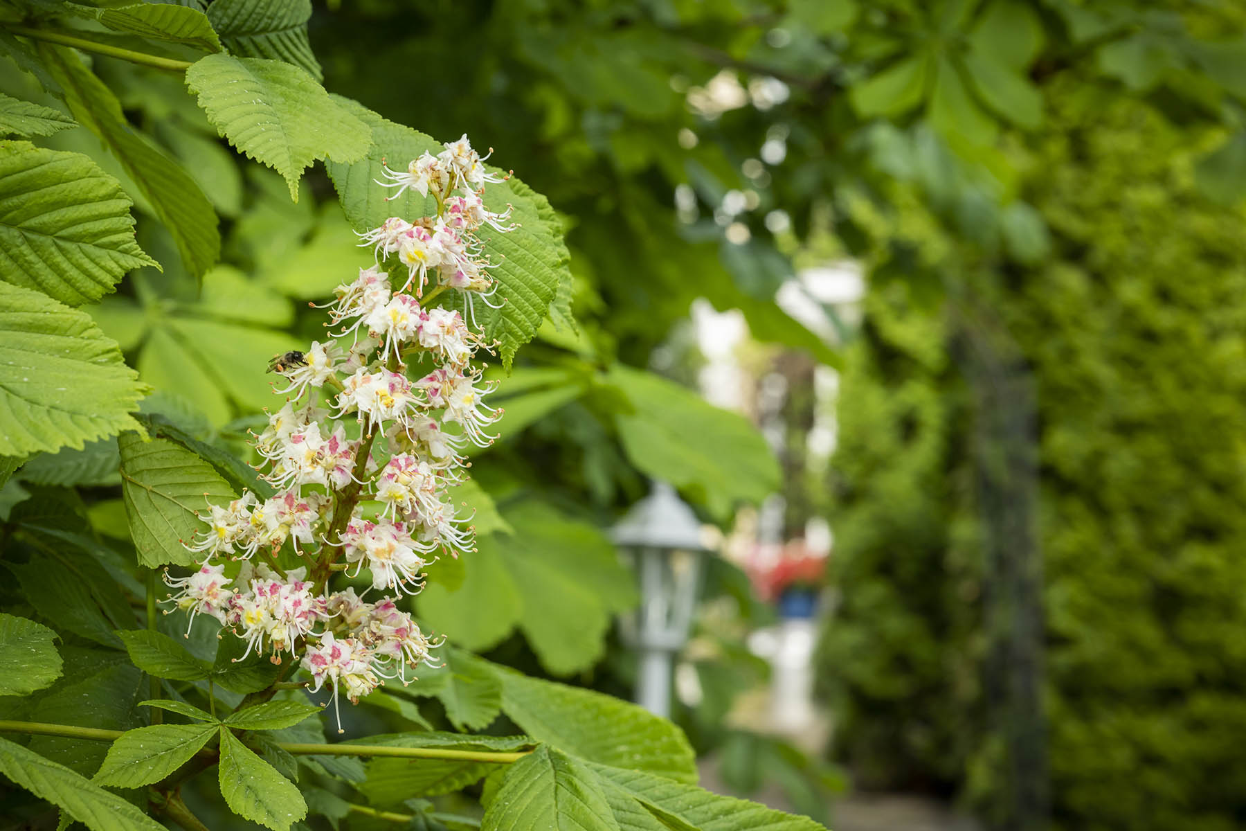 Piia Lahtinen kertoo huomanneensa, että kasvit voivat paremmin, kun niiden kastelu­vesi ei ole aivan kraana- tai kaivo­kylmää. Hän lämmittää vedet seisottamalla niitä kastelukannuissa. Maitokärryillä niitä on helppo kuljettaa.
Lontoolainen hevoskastanja kukkii prinsessa Dianan muistolle.
Tämä metallinen mannekiini saa kesän mittaan elävän kukkamekon maahumalasta.
Haketta menee runsaasti.
Revontuli­atsalea  kukkii tänä vuonna tavallista myöhempään.
Buddha mietiskelee Piia Lahtisen puutarhan itämaisessa osassa.
Piia Lahtisen yllä kiemurtelee viinirypäle, joka tuottaa vuosittain monta ämpärillistä herkullista satoa.
Koko Lahtisen perhe odottaa ensimmäisiä ahomansikoita.
Köynnöshortensia kiipeää pitkin siirtolohkaretta niin tiiviinä, että se näyttää suurelta pensaalta. Puutarhakoira Iitu on mukana työn touhussa.